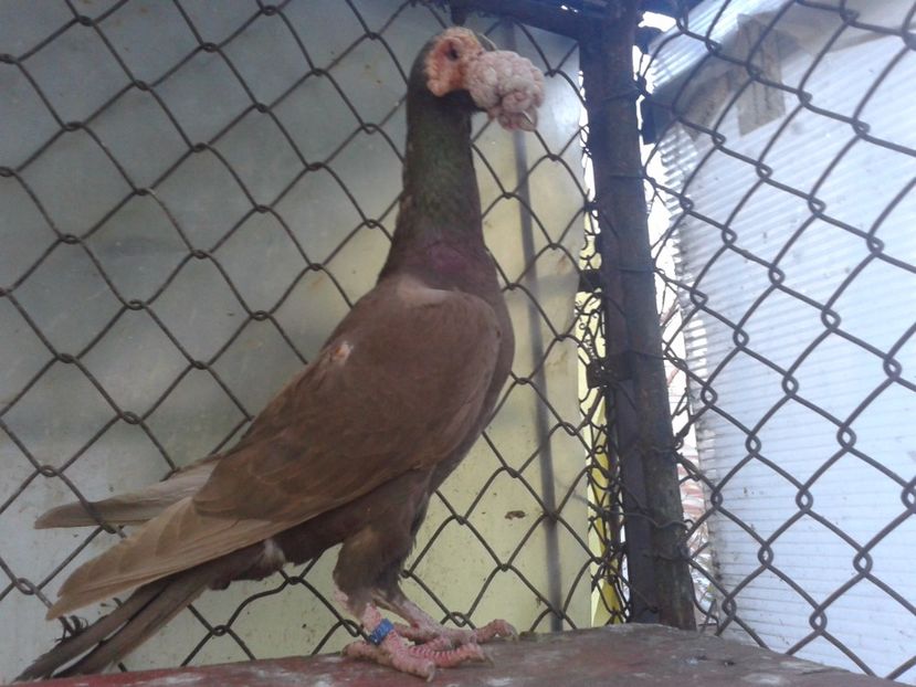 Fotografie0568 - Carieri