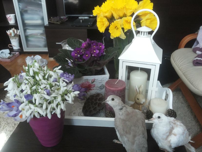  - turturele razatoare