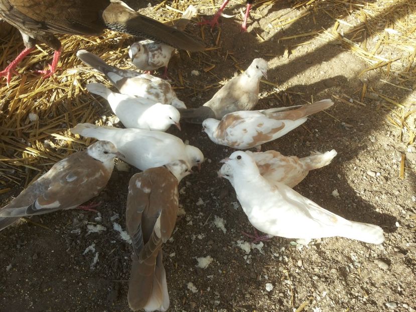  - turturele razatoare