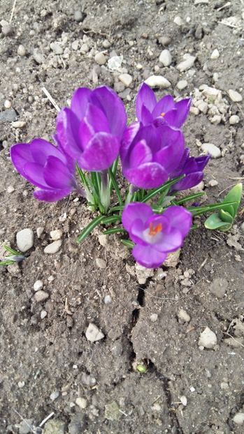 crocusi - 9 PLANTE DE GRADINA 2017