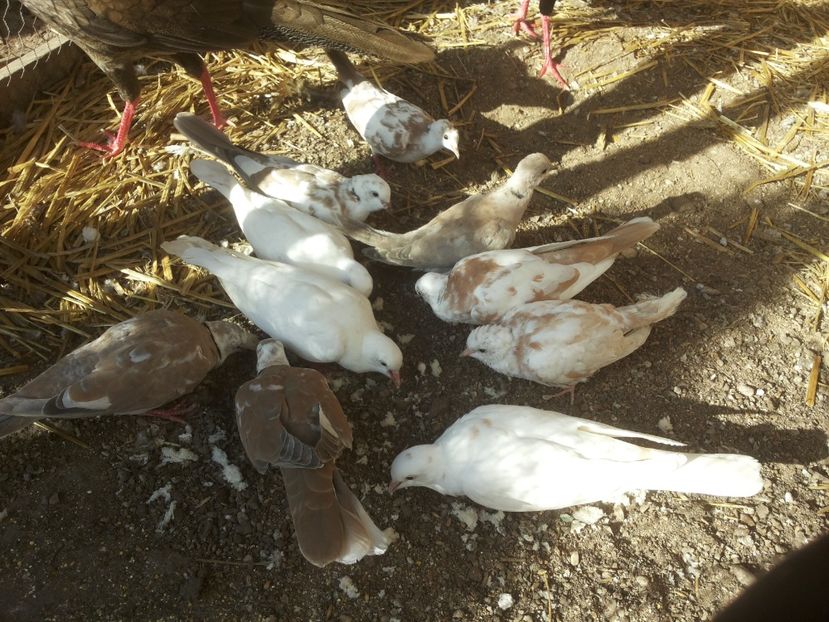  - turturele razatoare