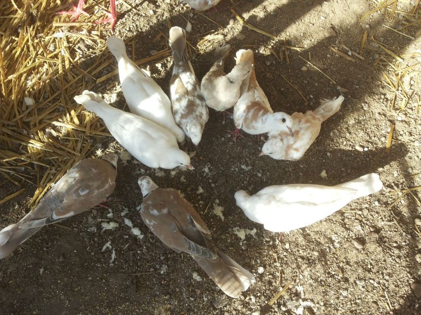  - turturele razatoare