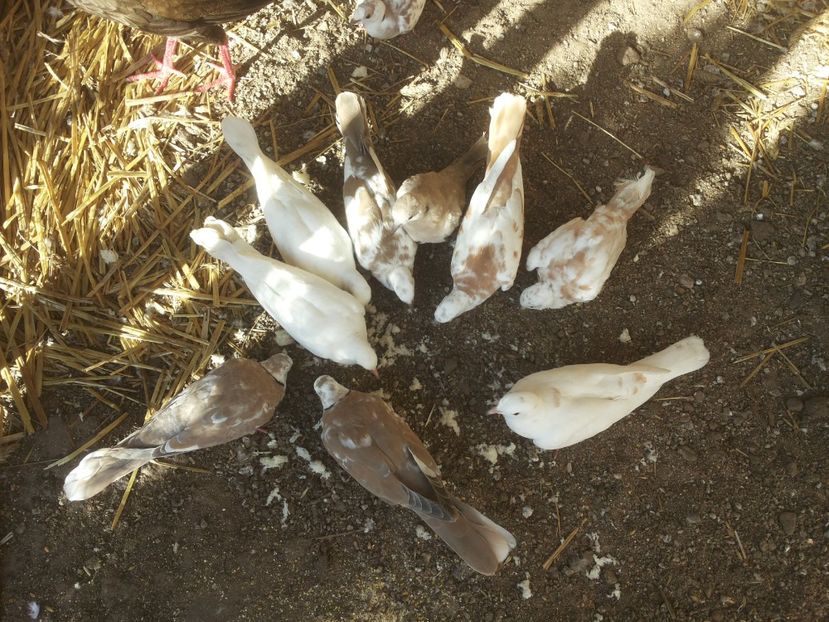  - turturele razatoare