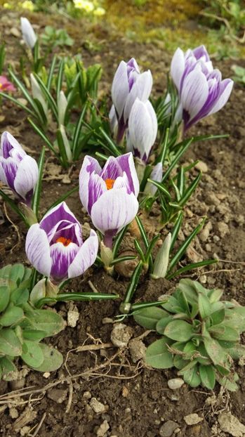 crocusi - 9 PLANTE DE GRADINA 2017