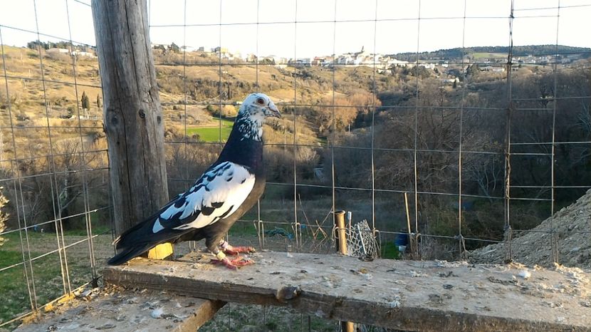 P_20170312_165955 - Voiajori  Le  Petrain   matca 2017