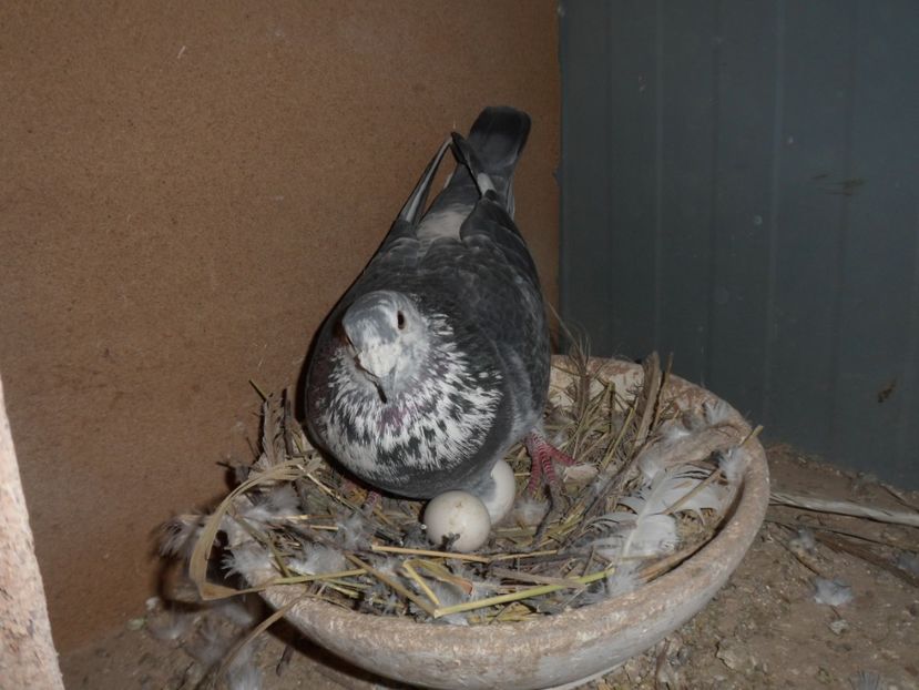 SAM_1882 - voiajori meolemans