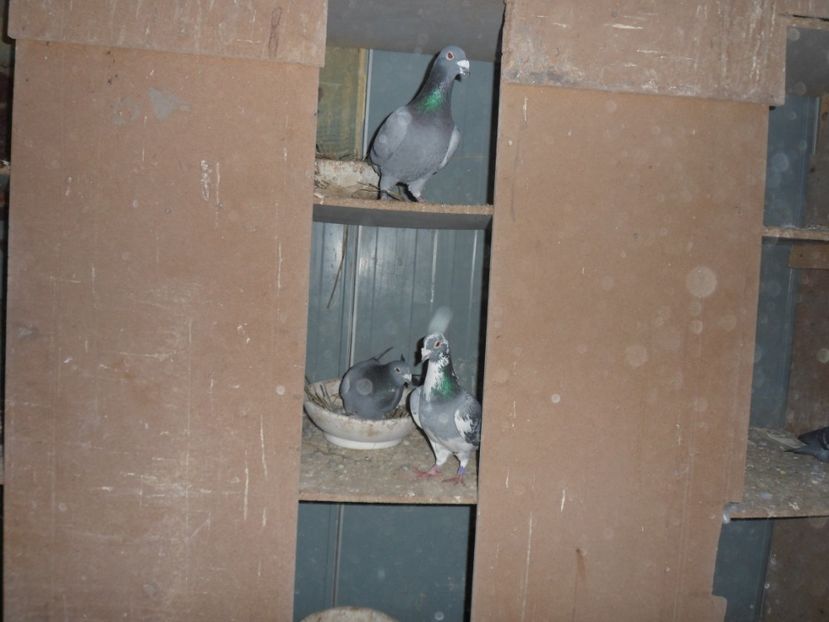 SAM_1884 - voiajori meolemans