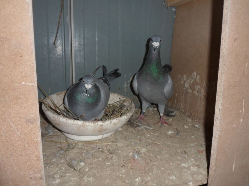 SAM_1887 - voiajori meolemans