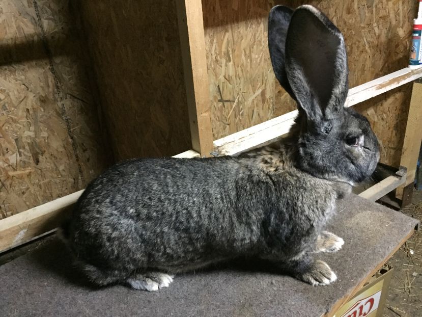 F3 - 02 M A T C A___U G G _2017