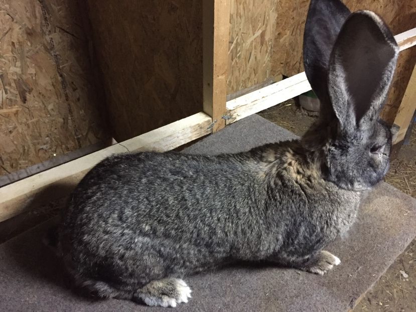 RO 107 3616(F3) - 02 M A T C A___U G G _2017