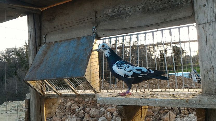 P_20170312_170322 - Voiajori  Le  Petrain   matca 2017