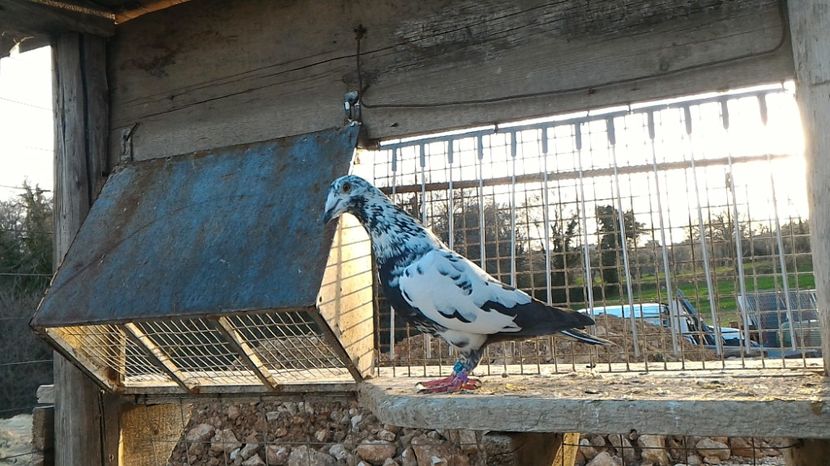 P_20170312_170128 - Voiajori  Le  Petrain   matca 2017