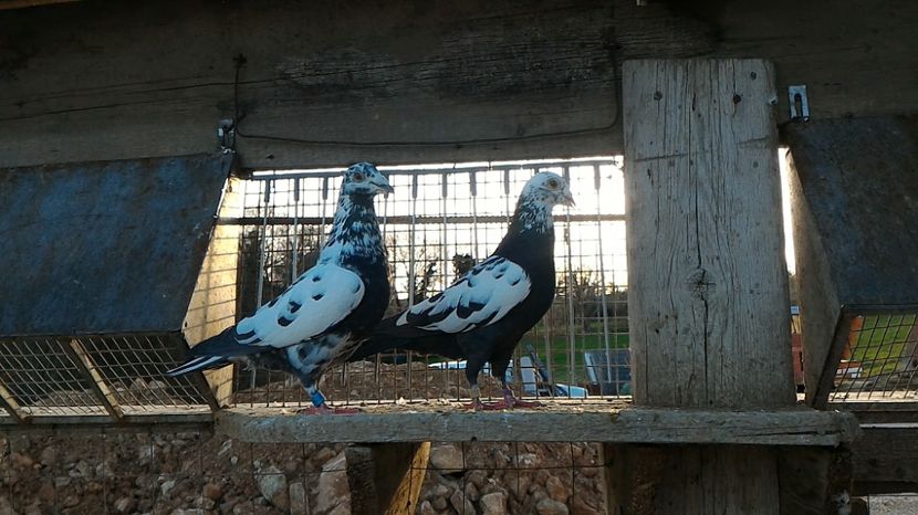 P_20170312_170344 - Voiajori  Le  Petrain   matca 2017