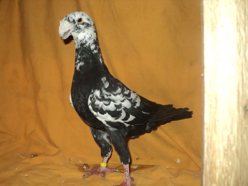 mascul 2011 - MATCA MASCULI GERMANI 2018