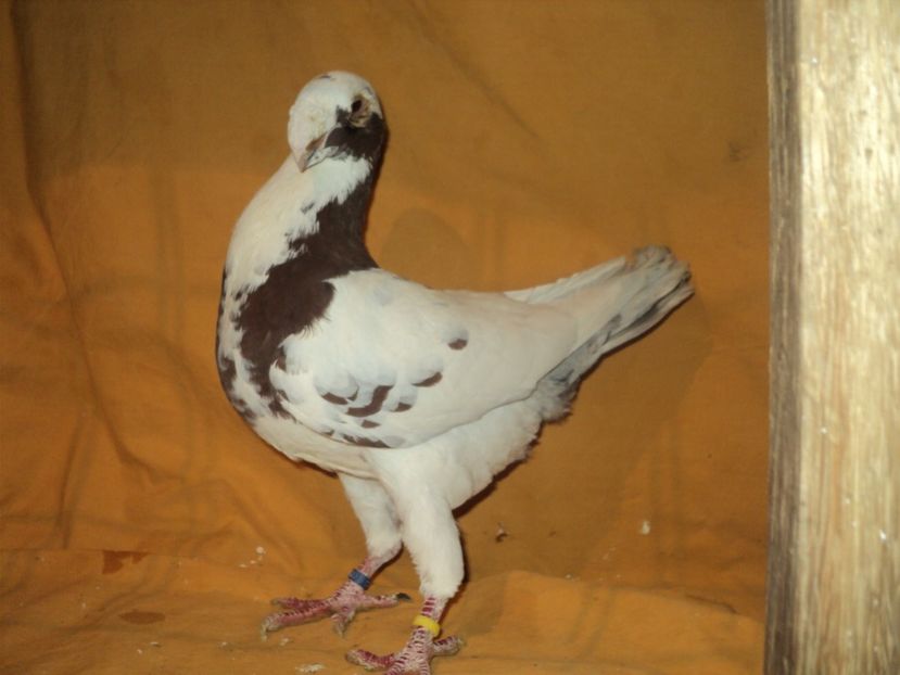 mascul 2012 - VOIAJORI GERMANI