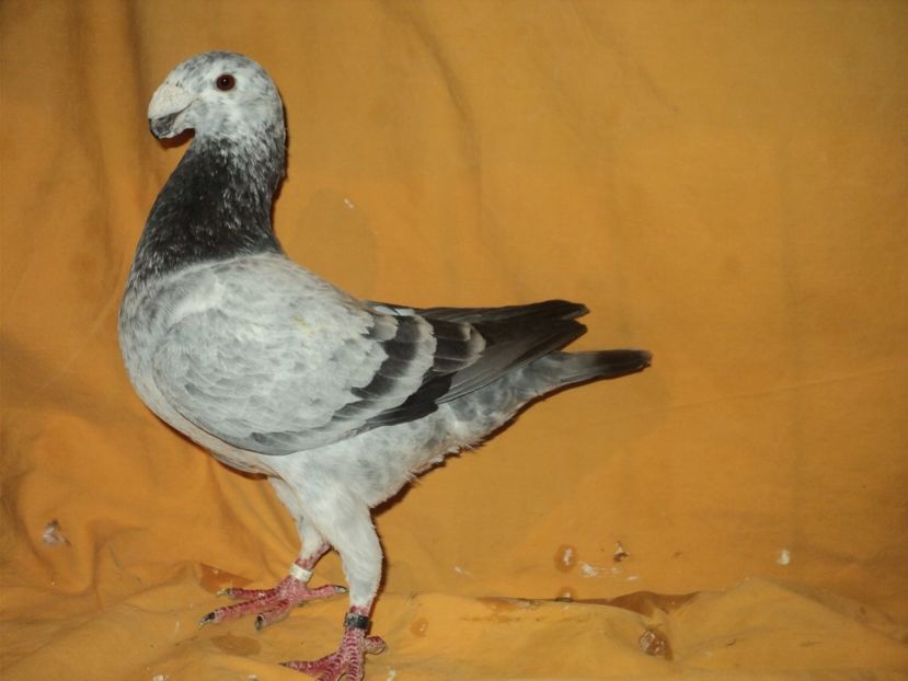 mascul 2015 - MATCA MASCULI GERMANI 2018