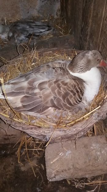  - Gaste romanesti 2017 boboci de vanzare la doua saptamani