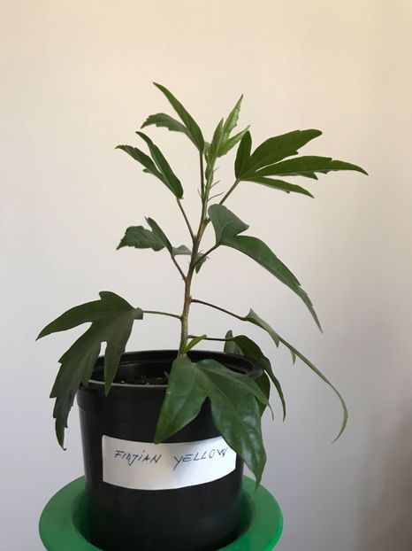 evolutie 12.03.2017 - Fidjian Yellow