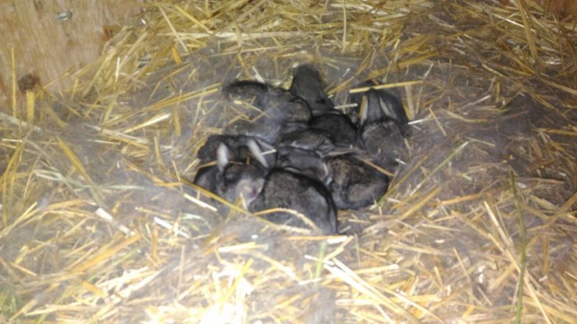 Cuib M1 si F6 10 zile - Cuib 1 UGG 28-02-2017