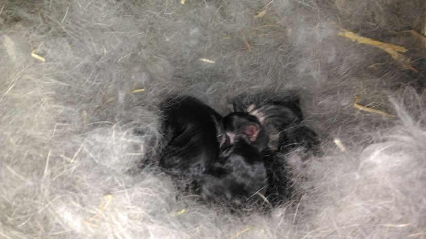 Cuib M5 si F8 2 zile - Cuib 2 UGG 10-03-2017