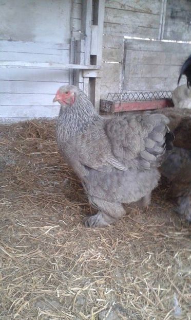 17238642_1094093384070314_376943287_n (1) - silver