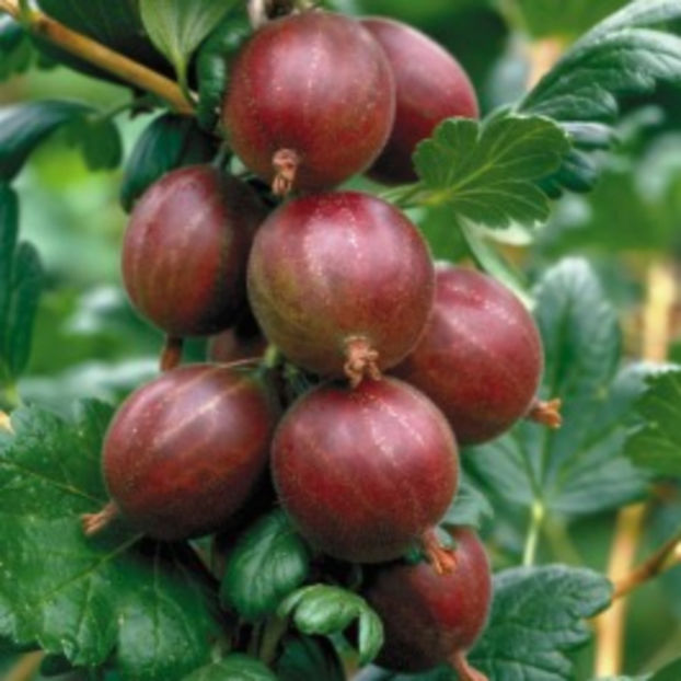 Hinnonmaki Rosu - Hinnonmaki Rosu