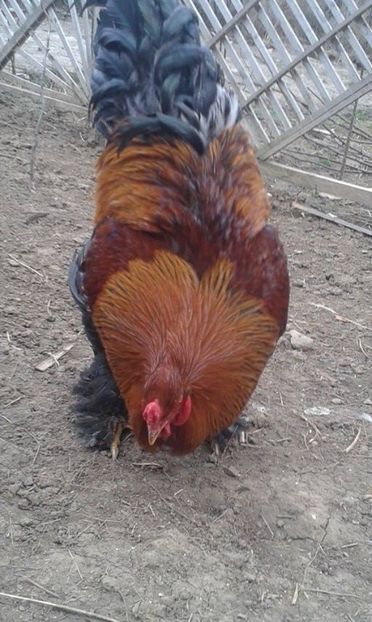  - brahma potarnichiu pe negru