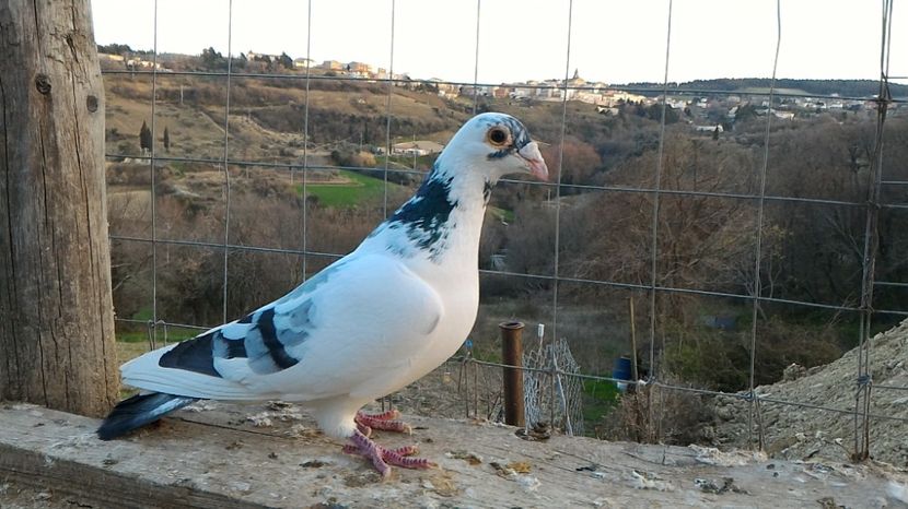 P_20170312_174318 - Voiajori  Le  Petrain   matca 2017