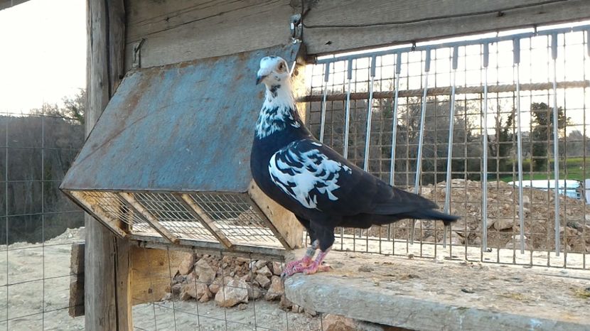 P_20170312_173822 - Voiajori  Le  Petrain   matca 2017