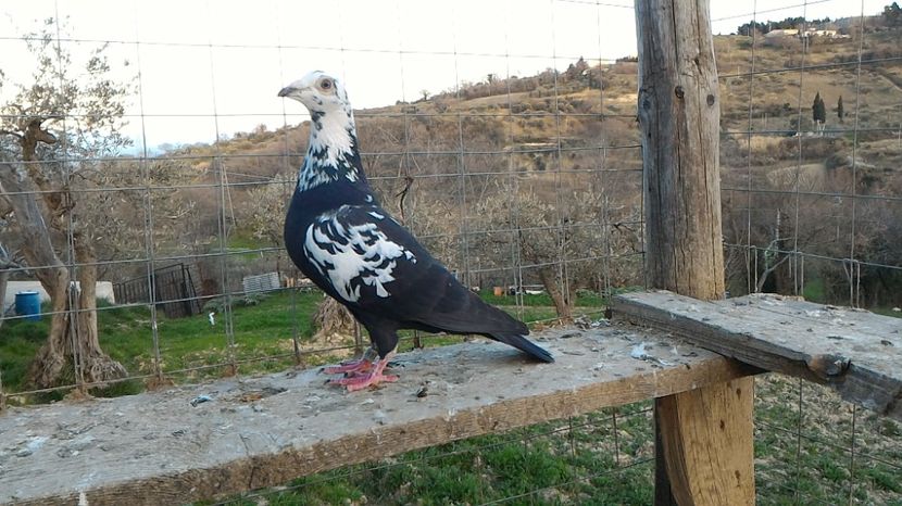 P_20170312_173841 - Voiajori  Le  Petrain   matca 2017