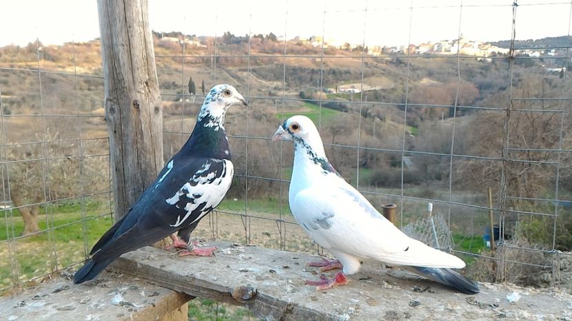 P_20170312_174505 - Voiajori  Le  Petrain   matca 2017