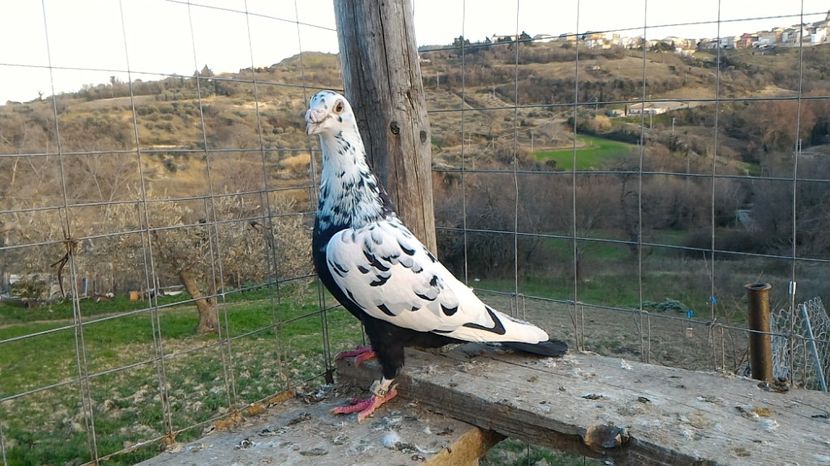 P_20170312_170849 - Voiajori  Le  Petrain   matca 2017