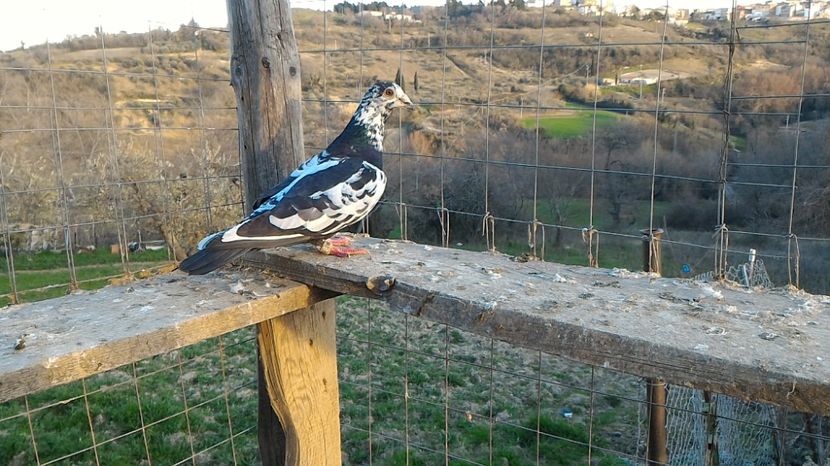 P_20170312_171344 - Voiajori  Le  Petrain   matca 2017