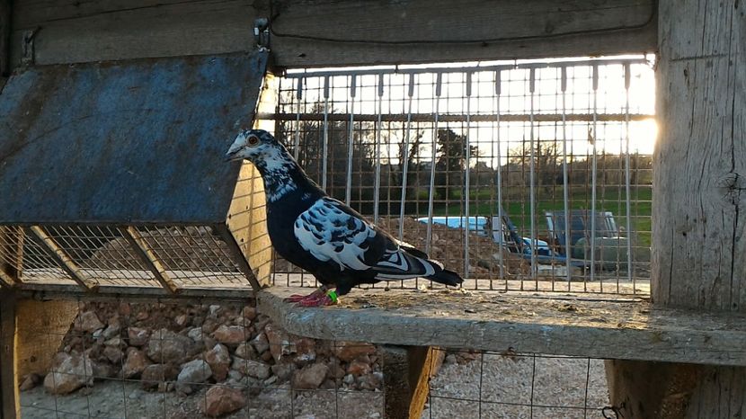 P_20170312_171434 - Voiajori  Le  Petrain   matca 2017