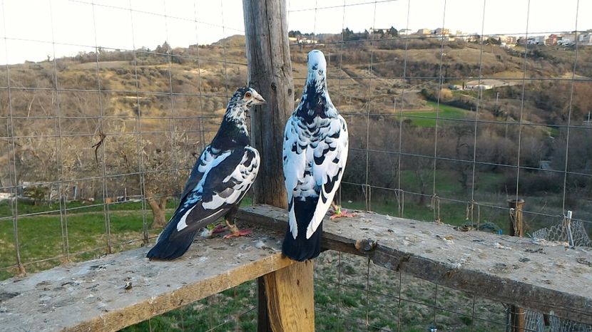 P_20170312_170840 - Voiajori  Le  Petrain   matca 2017