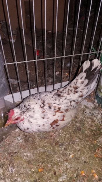 vanduta - De vanzare gainuse mi de flori