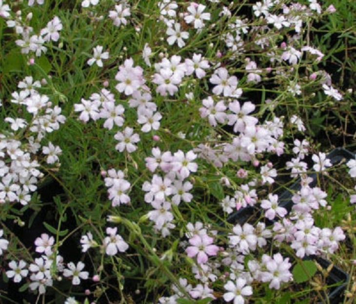 Gypsophila paniculata alba 20 seminte - 3 RON - ACASA-De vinzare-Flori-Arbusti-Seminte 2017