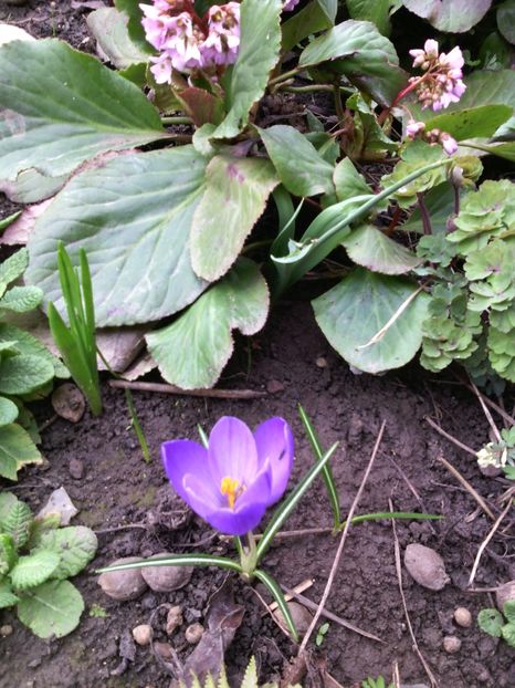  - 01-Flori din curtea mea 2017