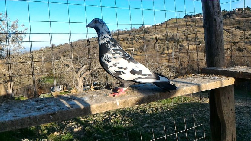 P_20170312_164609 - Voiajori  Le  Petrain   matca 2017