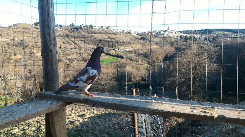 P_20170312_162736 - Voiajori Meulemans matca 2017