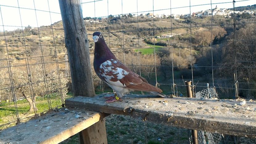 P_20170312_164008 - Voiajori Meulemans matca 2017