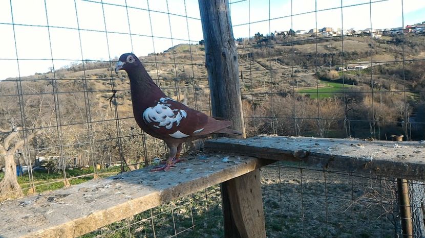 P_20170312_163801 - Voiajori Meulemans matca 2017