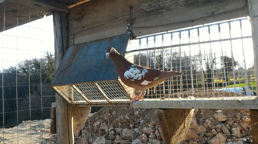 P_20170312_163347 - Voiajori Meulemans matca 2017