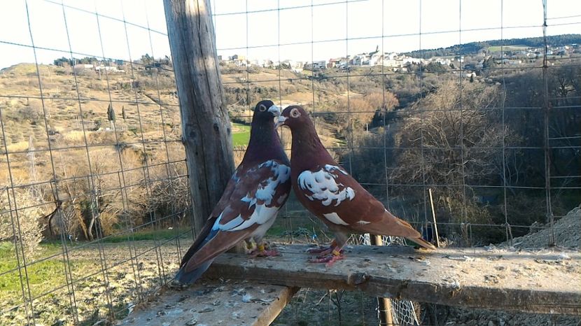 P_20170312_163637 - Voiajori Meulemans matca 2017