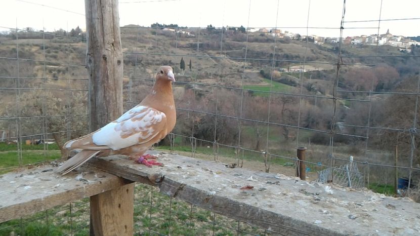 P_20170312_175622 - Voiajori Meulemans matca 2017