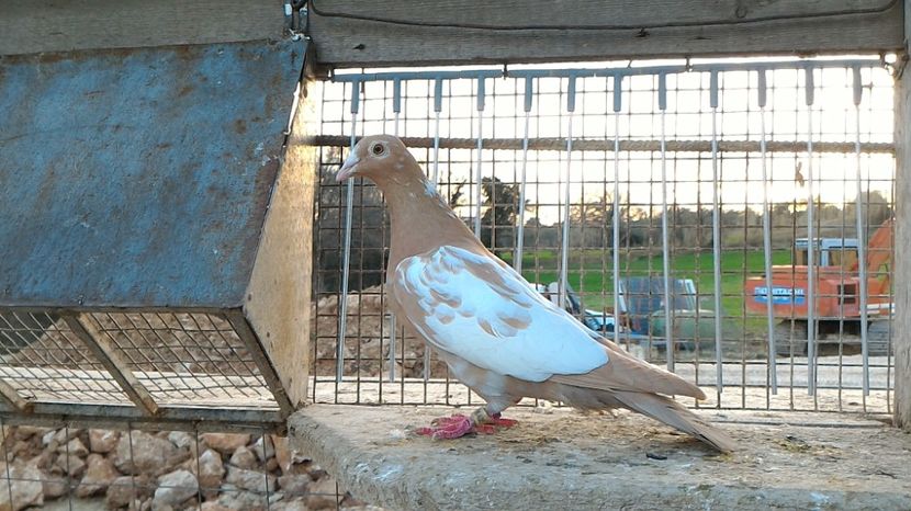 P_20170312_175044 - Voiajori Meulemans matca 2017