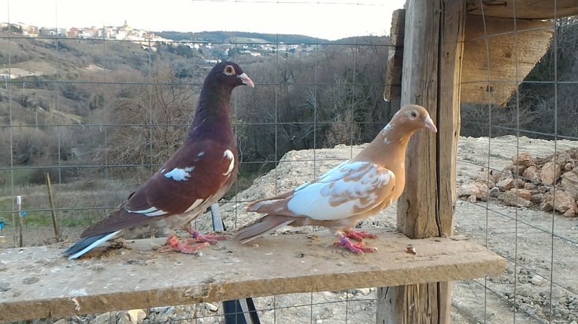 P_20170312_174921 - Voiajori Meulemans matca 2017