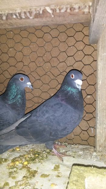 Black - 11 Voiajori sport