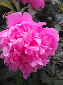 10 lei buc - DISPONIBILE 2017