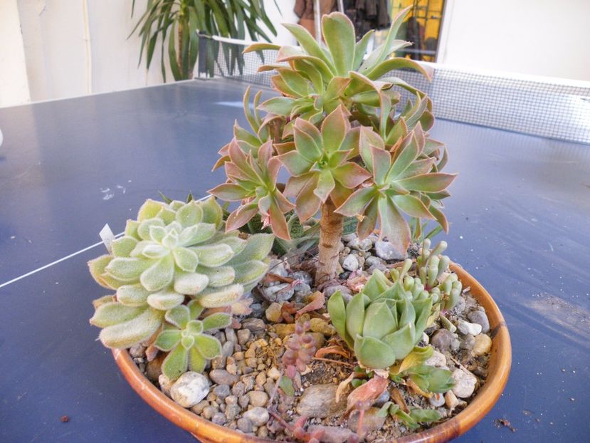  - Colectie suculente